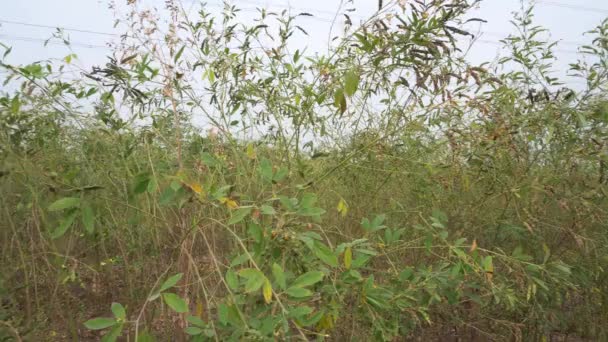 Kleine Bomen Met Groene Bonen Boerderij Overdag — Stockvideo