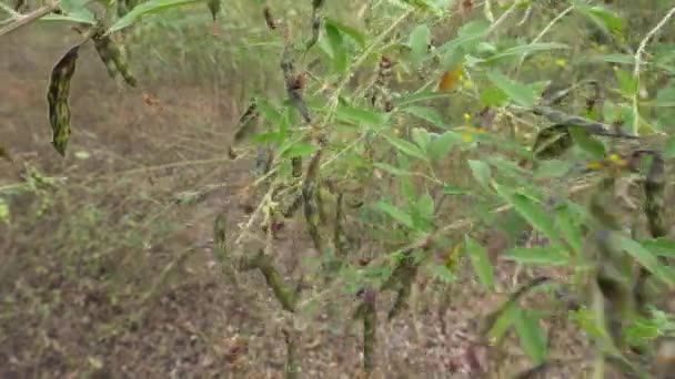 Pohon Kecil Dengan Kacang Hijau Pertanian Siang Hari — Stok Video