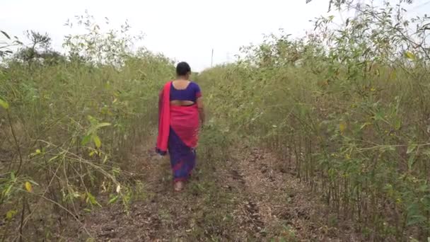 India Circa 2019 昼間の野菜畑の小さな木の列の間を歩く伝統的な服の中年女性 — ストック動画