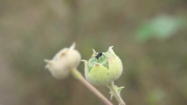Primer Plano Imágenes Insecto Sentado Flor Verde — Vídeos de Stock