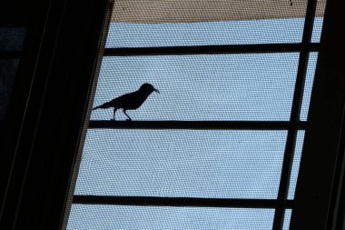 Gündüz vakti pencerede oturan kuş 