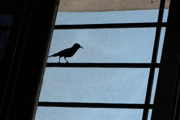 Ptak Siedzący Oknie Dzień — Zdjęcie stockowe
