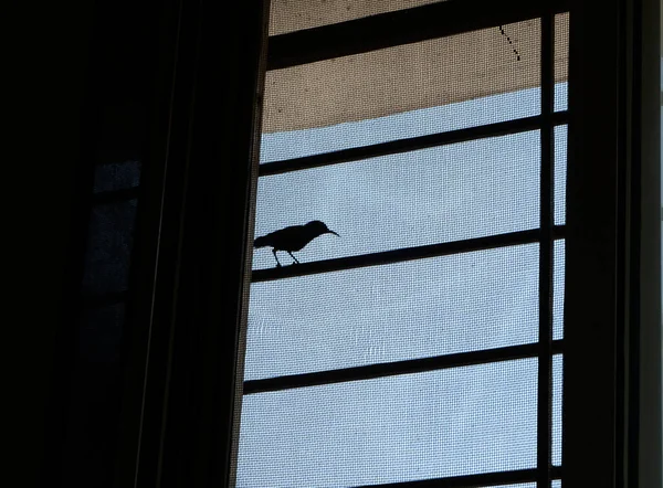 Pájaro Sentado Ventana Durante Día — Foto de Stock