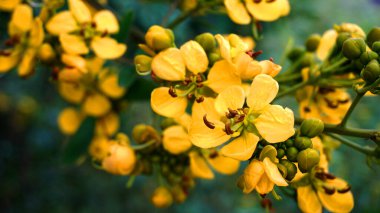 Gündüzleri çitlerde yeşil yapraklar ve sarı çiçekler.