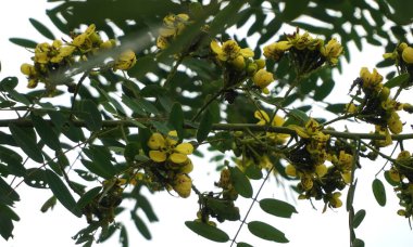 Gündüzleri çitlerde yeşil yapraklar ve sarı çiçekler.