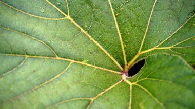 Yeşil yaprak yakın plan, doğal arkaplan 