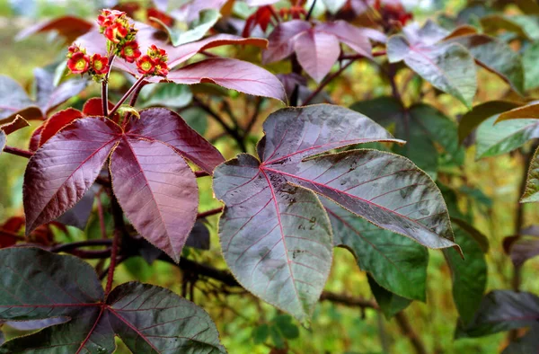 Primer Plano Las Hojas Rojas Las Flores Res Cerca Durante —  Fotos de Stock