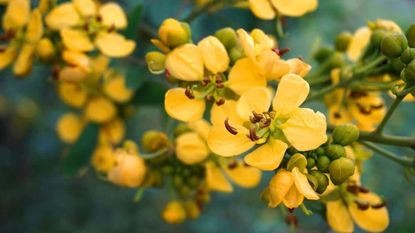 Closeup Folhas Verdes Flores Amarelas Cerca Durante Dia — Fotografia de Stock