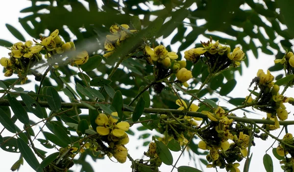 Gros Plan Feuilles Vertes Fleurs Jaunes Sur Clôture Jour — Photo