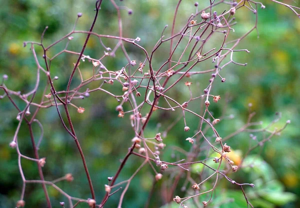 Gros Plan Branches Buisson Avec Petits Bourgeons Fleurs Blanches — Photo