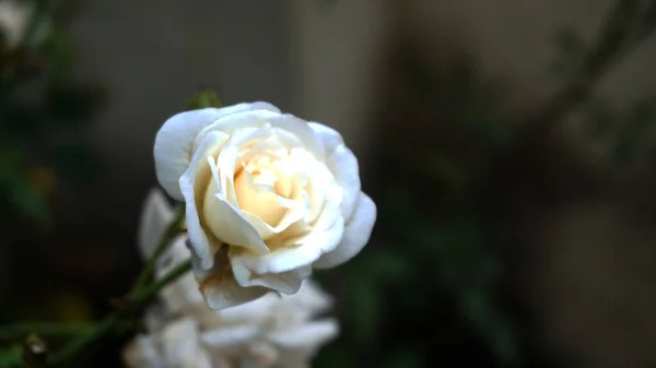 Weiße Rose Auf Verschwommenem Hintergrund — Stockfoto