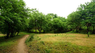 Yeşil parktaki patika ağaçlar ve bitkilerle çevrili. 