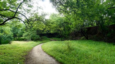 Yeşil parktaki patika ağaçlar ve bitkilerle çevrili. 