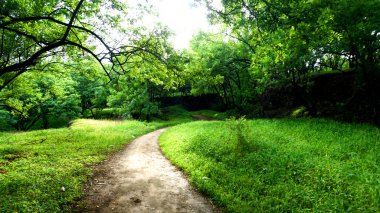 Yeşil parktaki patika ağaçlar ve bitkilerle çevrili. 