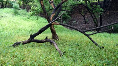 Yaz parkında yeşil ağaçlar ve bitkiler, gündüz manzarası 