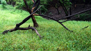 Yaz parkında yeşil ağaçlar ve bitkiler, gündüz manzarası 