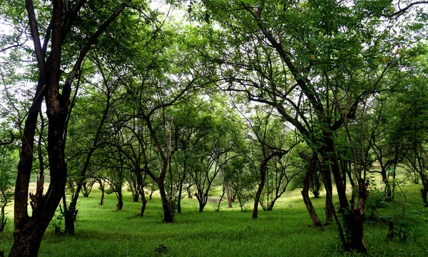 Grüne Bäume Und Pflanzen Sommerpark Tagesblick — Stockfoto