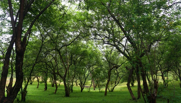 공원의 나무들 식물들 — 스톡 사진