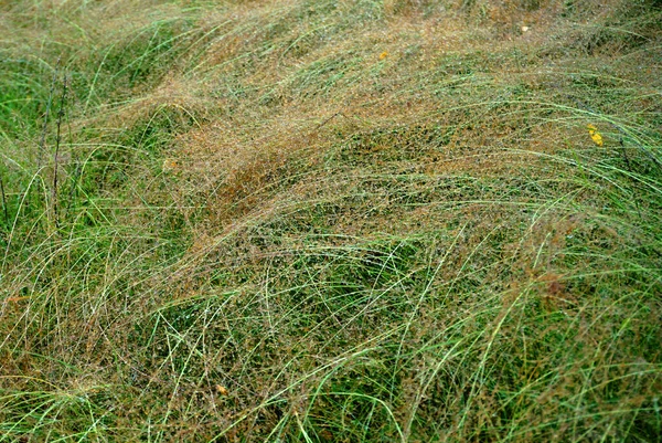 Nahaufnahme Von Grünem Gras Sonnenlicht — Stockfoto