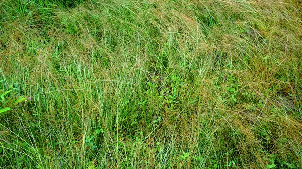 Nahaufnahme Von Grünem Gras Sonnenlicht — Stockfoto