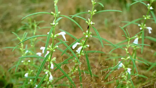 White Flowers Park Closeup Shot — Stock Photo, Image