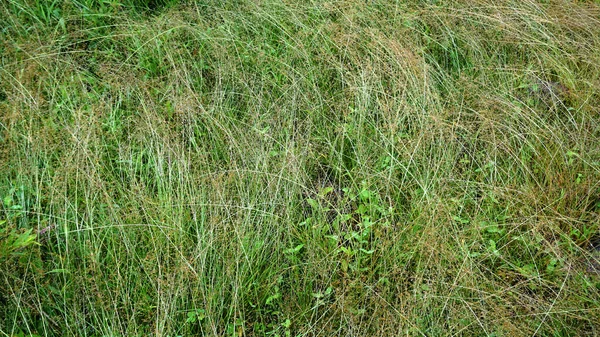 Nahaufnahme Von Grünem Gras Sonnenlicht — Stockfoto