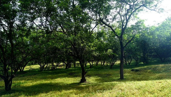 Alberi Piante Verdi Nel Parco Estivo Vista Diurna — Foto Stock