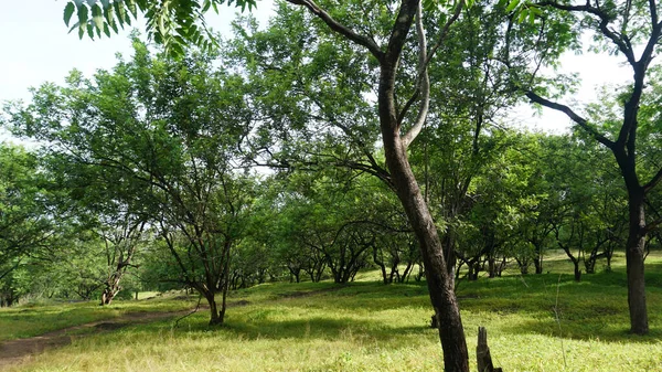 Ścieżka Zielonym Parku Otoczona Drzewami Roślinami — Zdjęcie stockowe