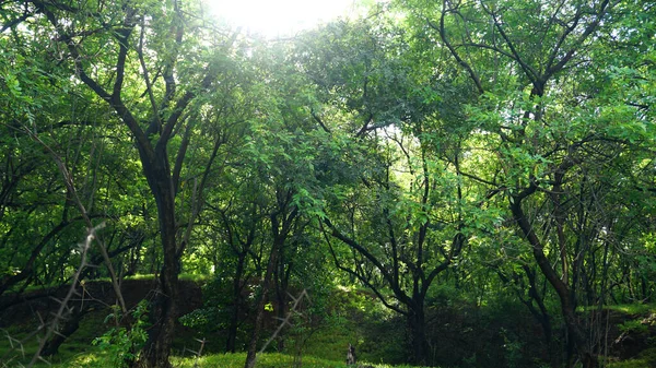 Árvores Verdes Plantas Parque Verão Vista Diurna — Fotografia de Stock
