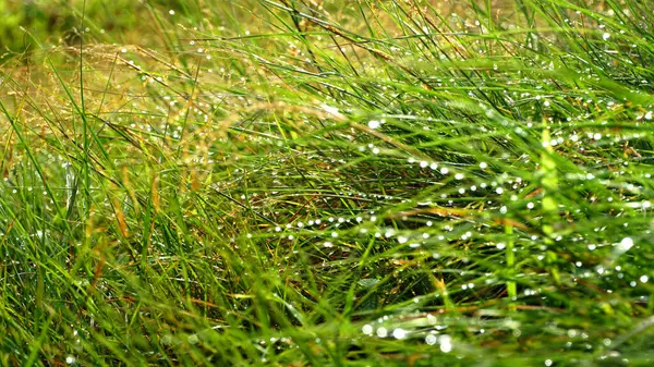 Closeup Green Grass Sunlight — Stock Photo, Image