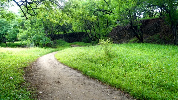 木々や植物に囲まれた緑の公園の歩道 — ストック写真