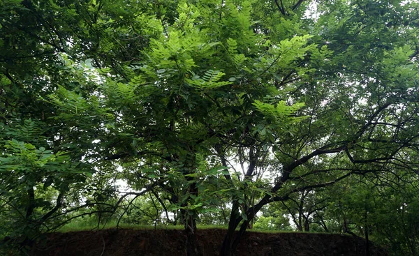 Grüne Bäume Und Pflanzen Sommerpark Tagesblick — Stockfoto