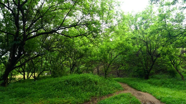 木々や植物に囲まれた緑の公園の歩道 — ストック写真