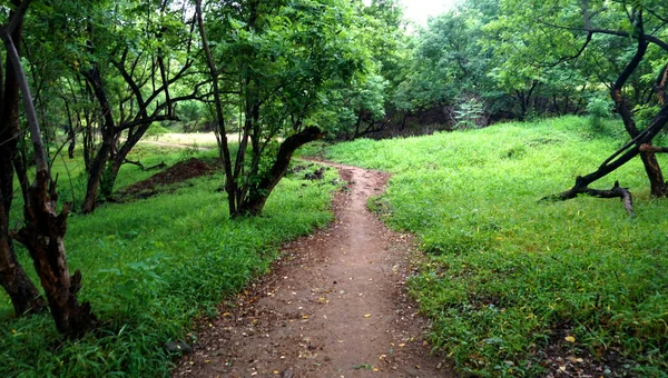 Chemin Randonnée Dans Parc Verdoyant Entouré Arbres Plantes — Photo