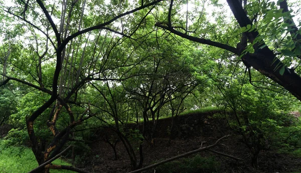 Arbres Verts Plantes Dans Parc Été Vue Jour — Photo
