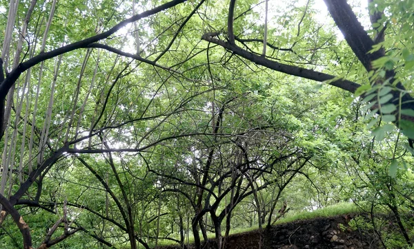 Copaci Verzi Plante Parc Vară Vedere Timpul Zilei — Fotografie, imagine de stoc