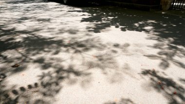 Asfalt yolda yaprakları olan ağaç dallarının gölgesi 