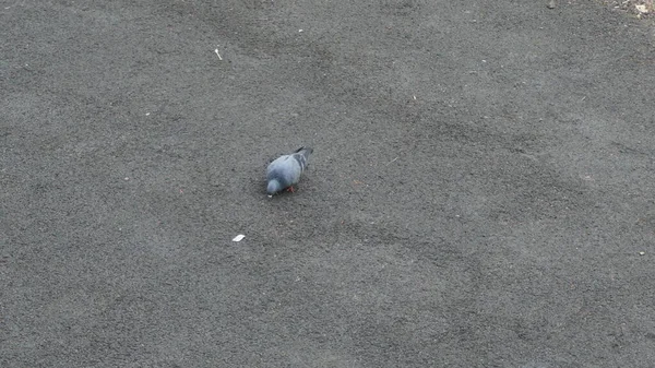 Grey Pigeon Road Daytime — Stock Photo, Image