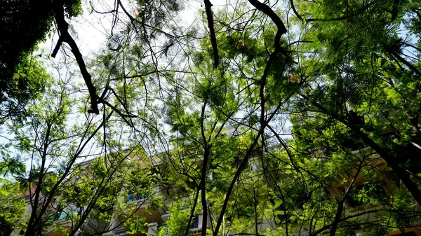 Cabang Pohon Dengan Daun Hijau Bawah Sinar Matahari — Stok Foto