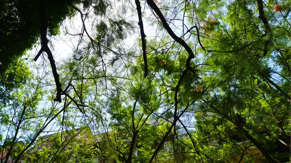 Ağaçların Dalları Güneş Işığı Altında Yeşil Yapraklar — Stok fotoğraf