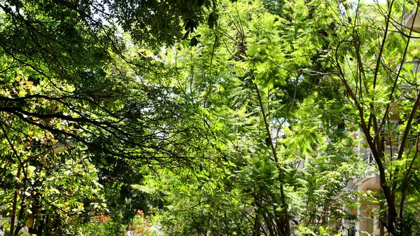 Ветви Деревьев Зелеными Листьями Солнечном Свете — стоковое фото