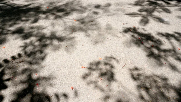 Ombre Branches Arbres Avec Des Feuilles Sur Route Asphaltée — Photo