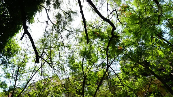 Cabang Pohon Dengan Daun Hijau Bawah Sinar Matahari — Stok Foto