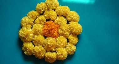 Marigold 'un sarı çiçekleri. Taze tatil çiçekleri, yakın çekim.