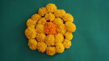 Marigold 'un sarı çiçekleri. Taze tatil çiçekleri, yakın çekim.