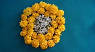 Marigold 'un sarı çiçekleri. Taze tatil çiçekleri, yakın çekim.