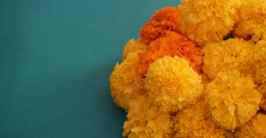 Marigold 'un sarı çiçekleri. Taze tatil çiçekleri, yakın çekim.