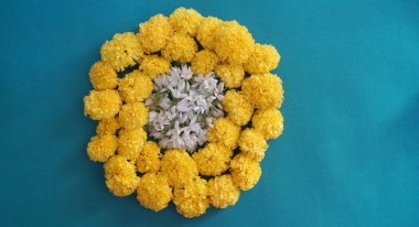 Marigold 'un sarı çiçekleri. Taze tatil çiçekleri, yakın çekim.