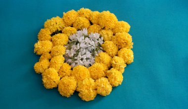 Marigold 'un sarı çiçekleri. Taze tatil çiçekleri, yakın çekim.