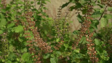 Beyaz çiçekli yeşil çalıların yakınına